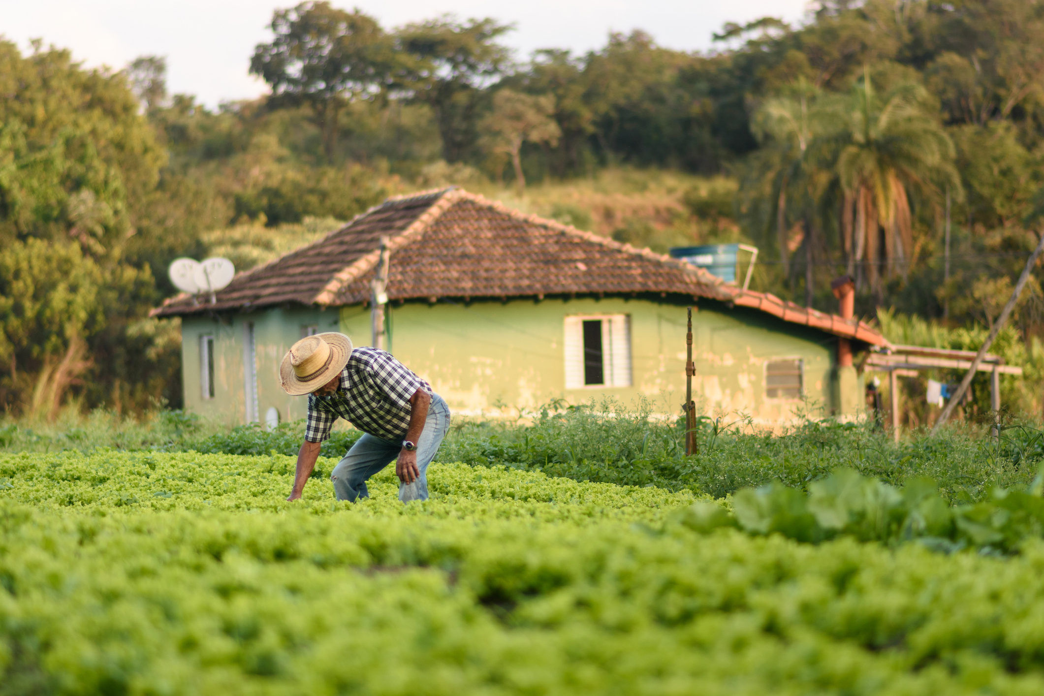 Descrição da imagem