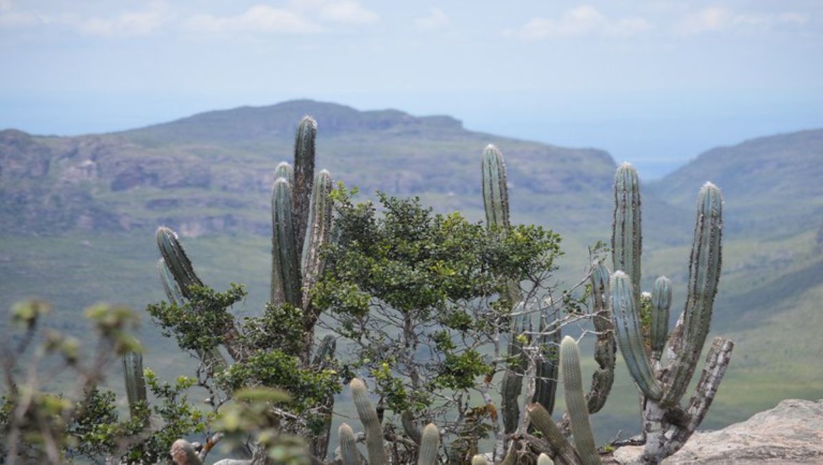 Edital Recaatingar vai apoiar projetos de recuperação ecológica