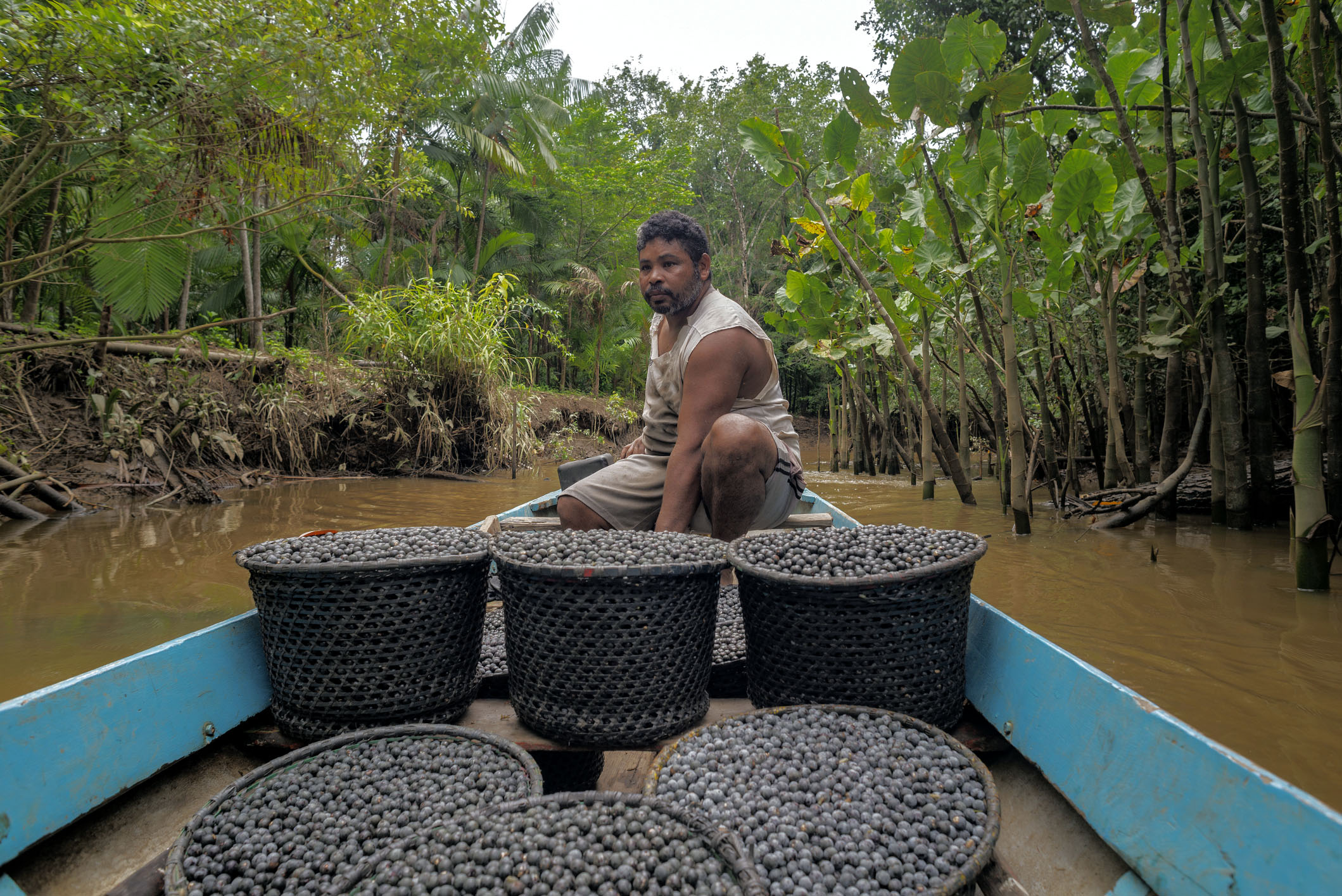 Capa da noticia Governo do Brasil anuncia R$ 150 mi do Fundo Amazônia para apoio à pesquisa nas cadeias da sociobioeconomia amazônica, como açaí, cacau e babaçu