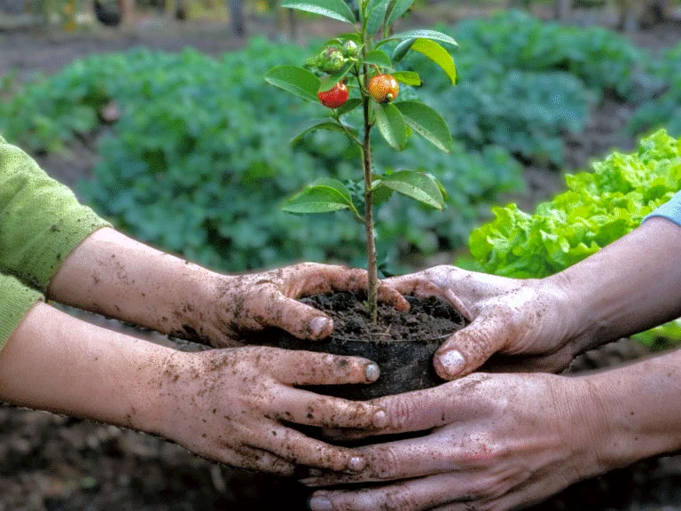 Descrição da imagem