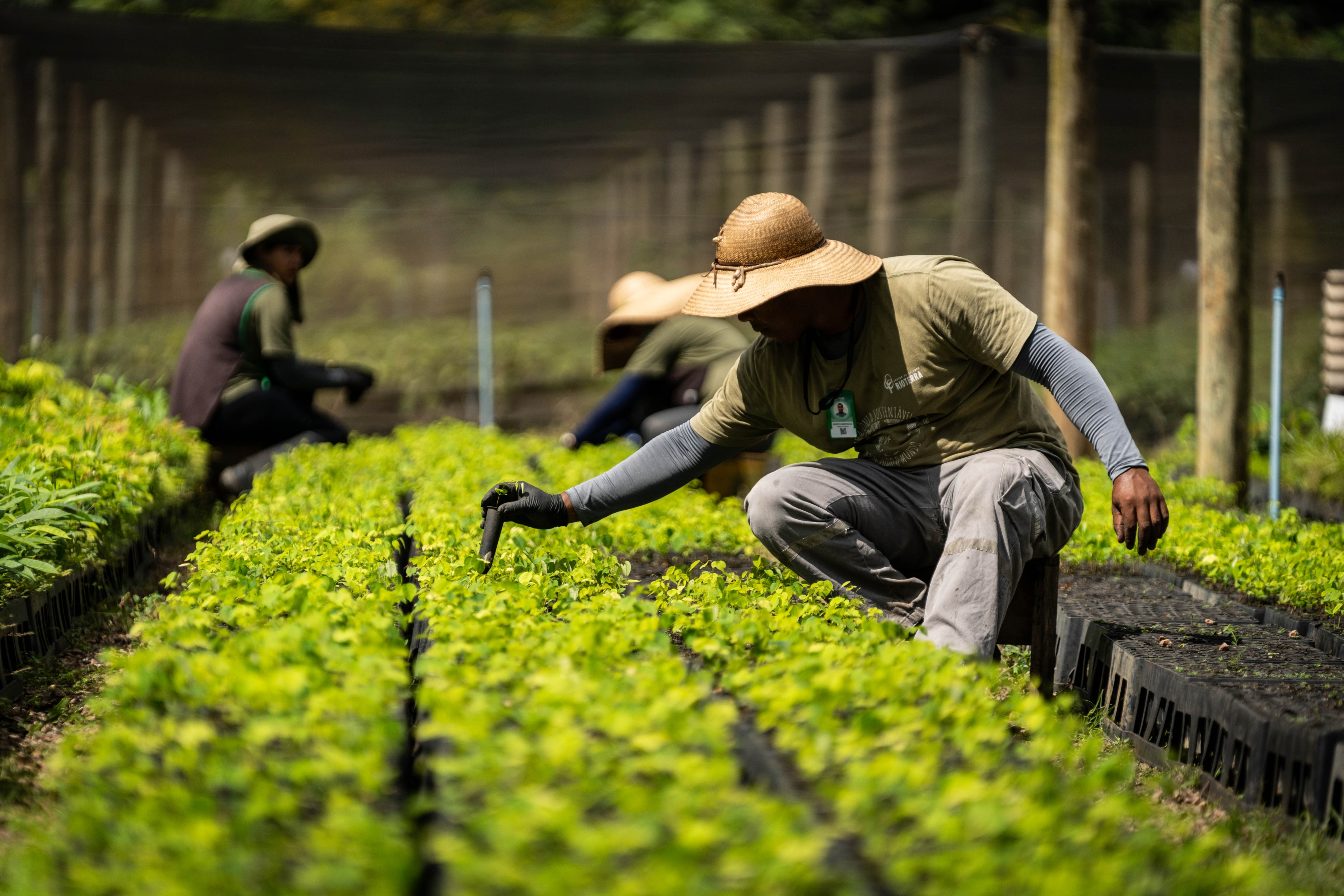 Plantio de mudas de espécies amazônicas no Projeto Plantar Rondônia do Rioterra em Itapuã do Oeste (RO)