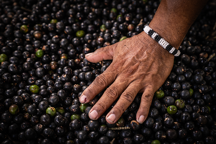 Produção de açaí na Terra Indígena Uaçá (Oiapoque - AP)