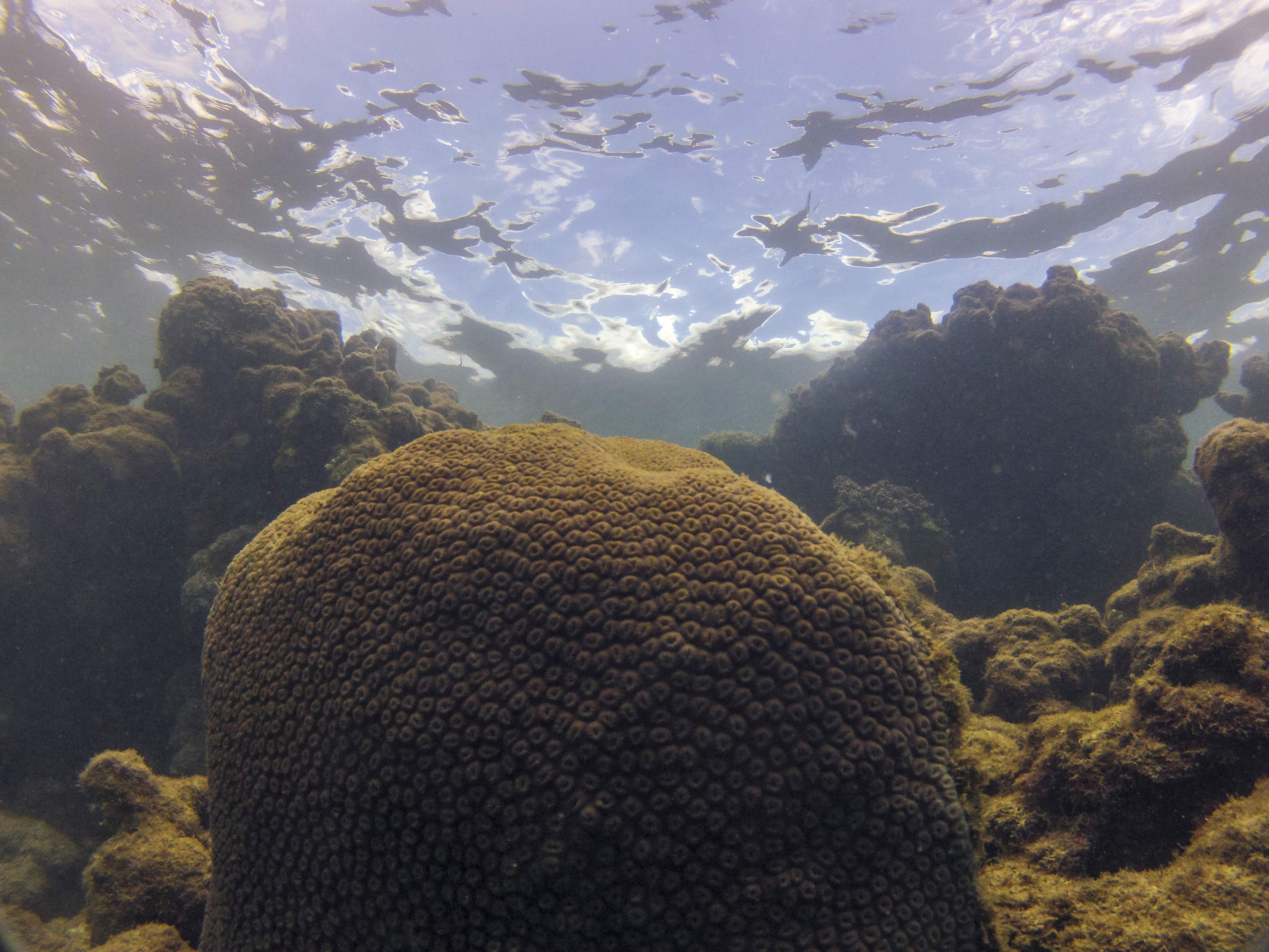 Coral no recife Pirambu, na Costa dos Corais, em Pernambuco.