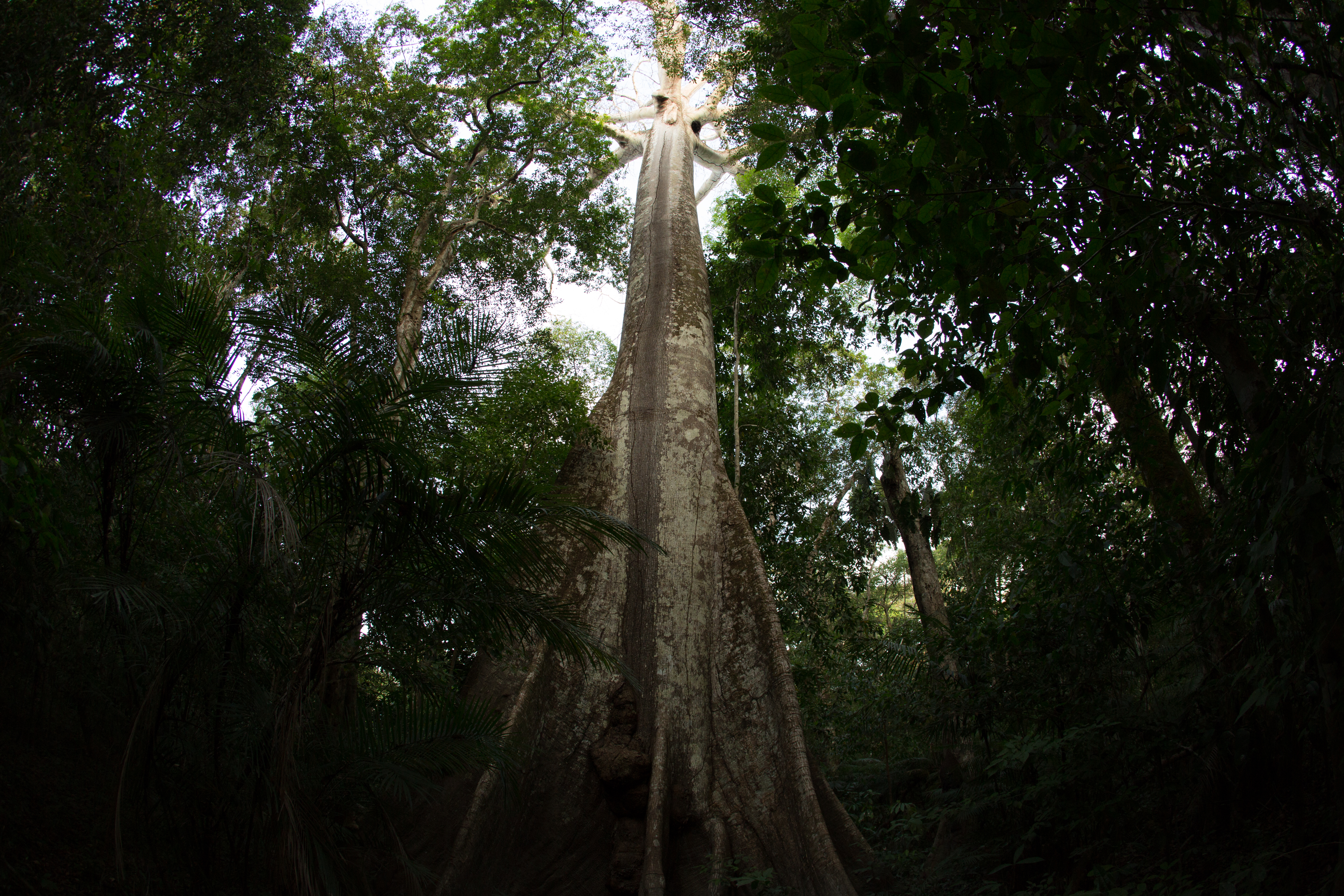 Campos Amazônios-71