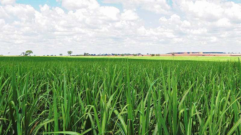 Capa da noticia BNDES apoia modernização de indústria açucareira em São Paulo 