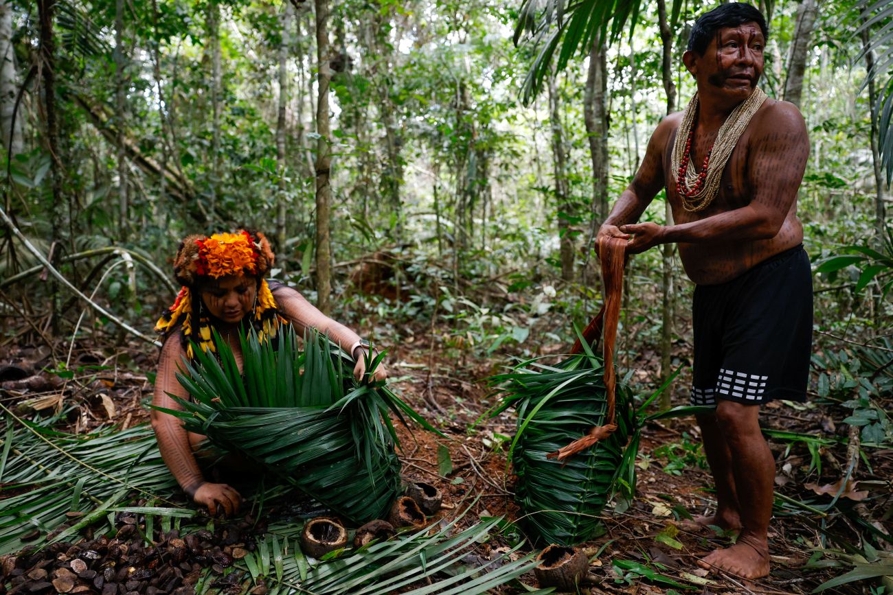 Indígenas do Mato Grosso extraem castanhas na floresta