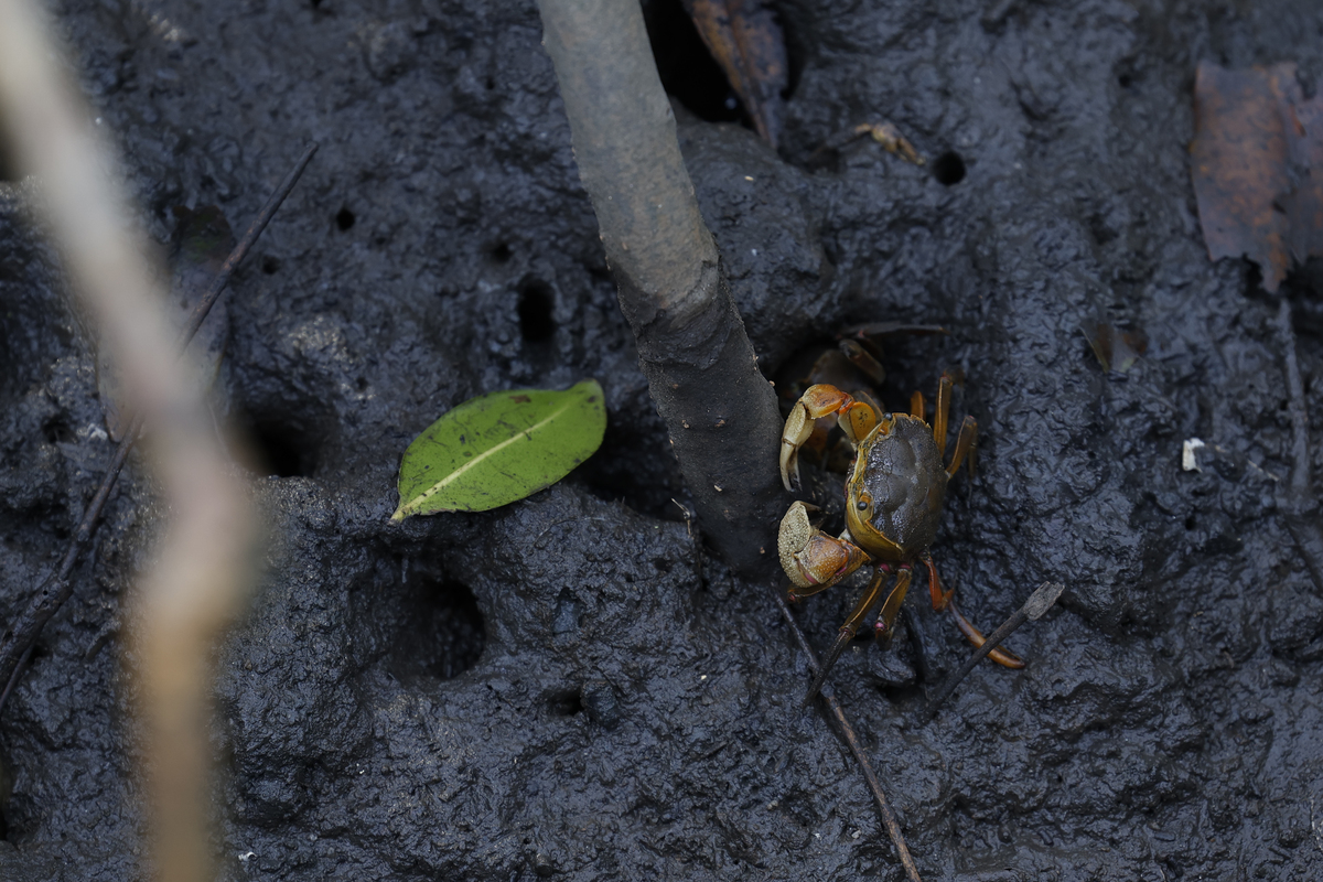 Manguezais são berçários para diversas espécies