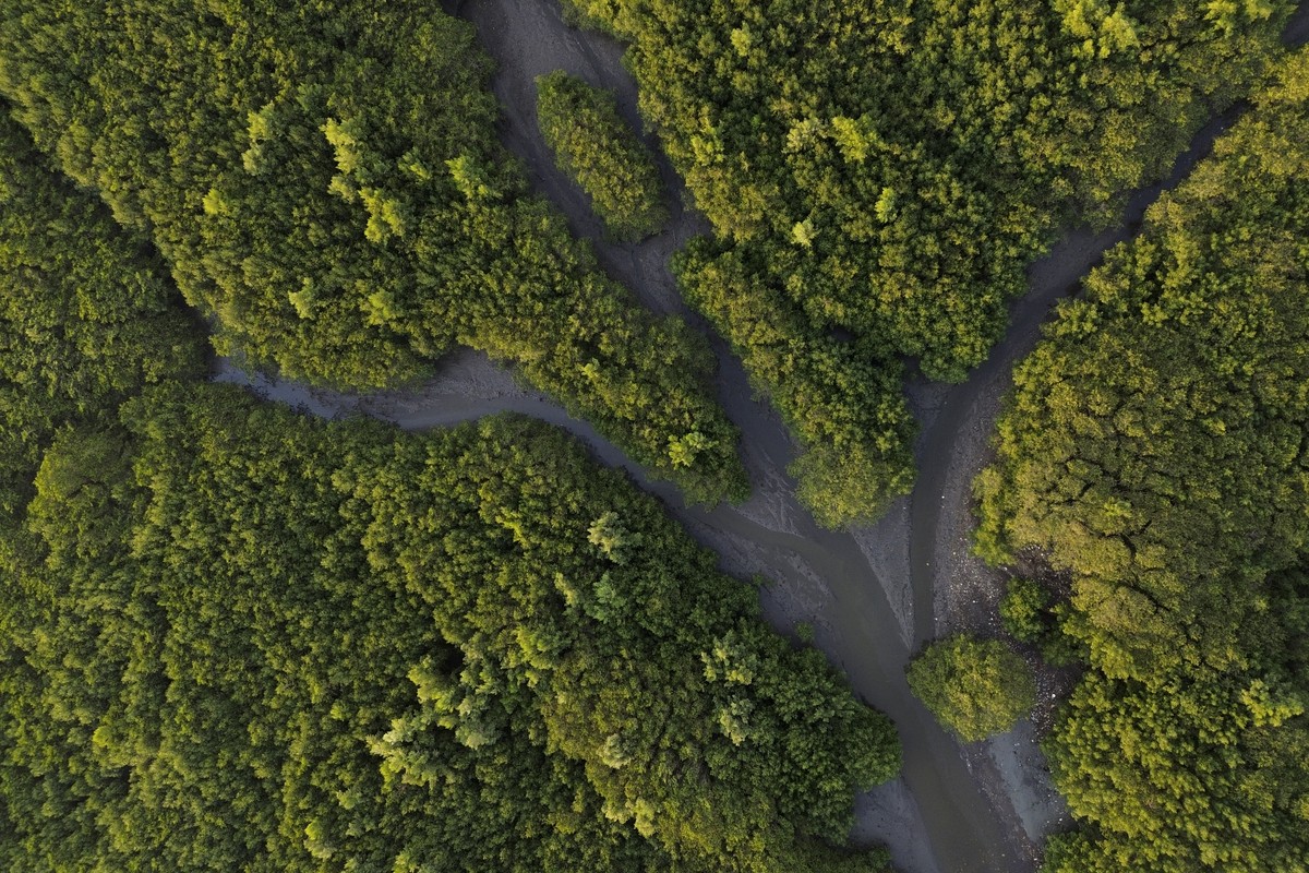 Mangue na Baía de Guanabara