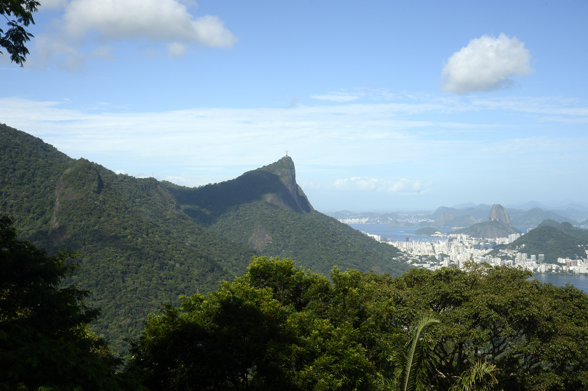 Vista da mata atlântica na Floresta da Tijuca, no Rio de Janeiro
