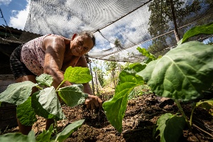 Capa da noticia Fundo Amazônia: Governo do Brasil promove regularização e apoio à produção de até 30 mil agricultores familiares