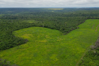 Capa da noticia BNDES aprova R$ 250 milhões para a Suzano restaurar 24 mil hectares de Cerrado, Mata Atlântica e Amazônia