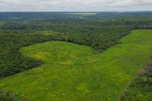 Capa da noticia BNDES aprova R$ 250 milhões para a Suzano restaurar 24 mil hectares de Cerrado, Mata Atlântica e Amazônia