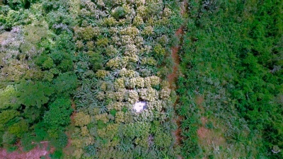 Capa da noticia Fundo Amazônia destina R$ 69 milhões para fortalecimento de cadeias agroextrativistas no Acre