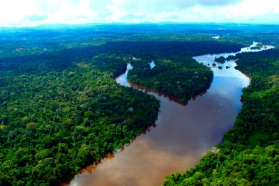 Floresta Estadual do Paru