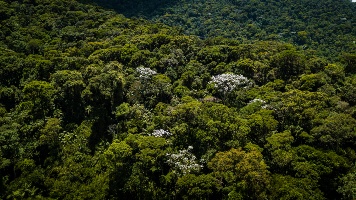 Capa da noticia BNDES libera primeira parcela de R$ 40 milhões do Fundo Clima para a Tree+ restaurar Mata Atlântica no Norte do RJ