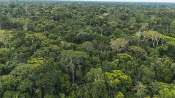 Fundo Amazônia quadruplica ritmo anual de aprovações desde a retomada