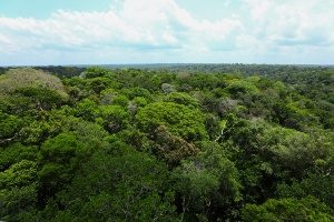 Capa da noticia Reino Unido completa depósito de R$ 500 milhões e se torna segundo maior doador do Fundo Amazônia