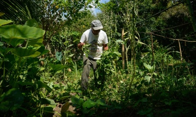 Capa da noticia Governo federal vai liberar R$ 12 bi para BNDES oferecer crédito a produtores rurais