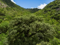 BNDES aprova R$ 250 milhões do Fundo Clima para recuperação de 22,2 mil hectares de Mata Atlântica no norte do RJ