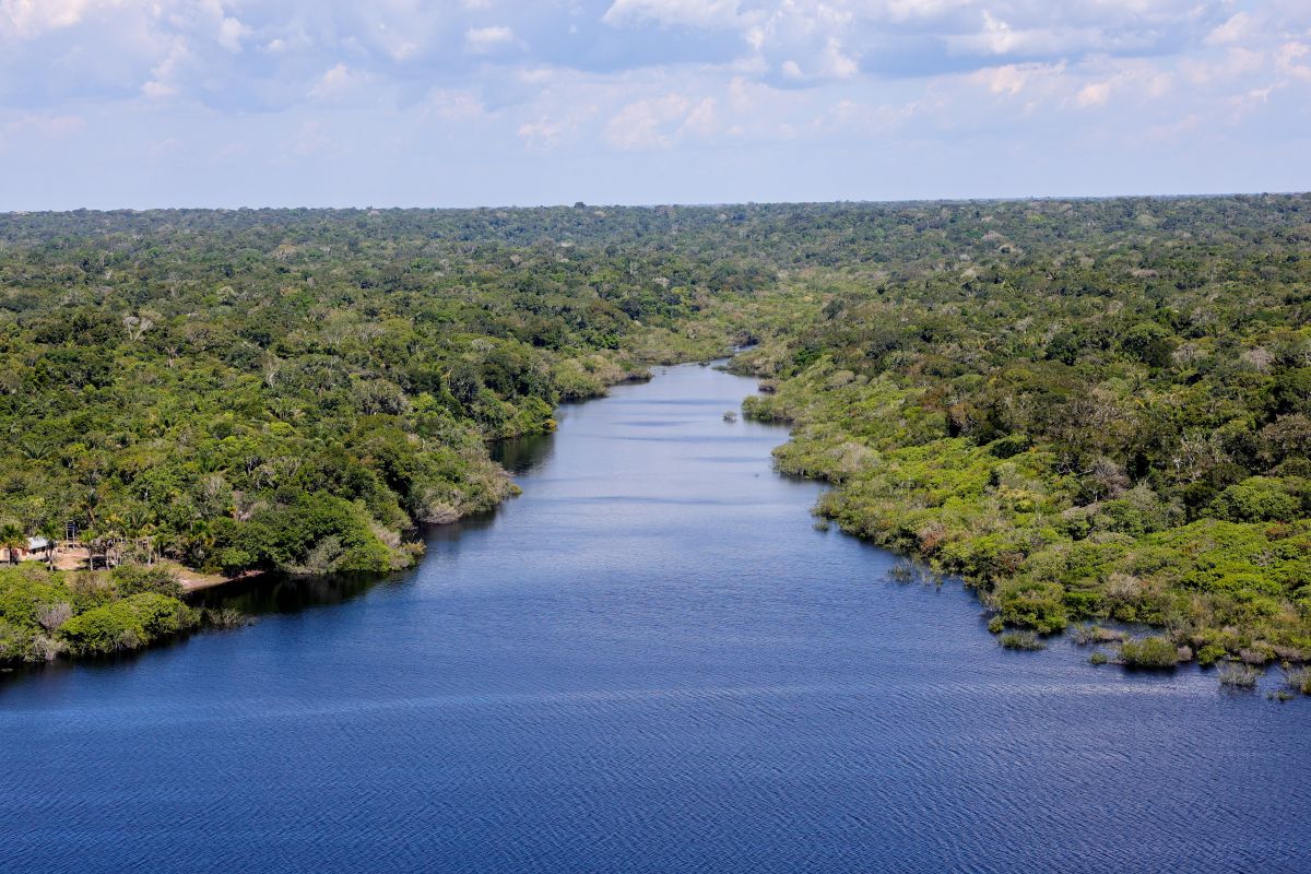 BNDES aprova R$ 200 milhões do Fundo Clima para Mombak restaurar 7,2 mil hectares na Amazônia
