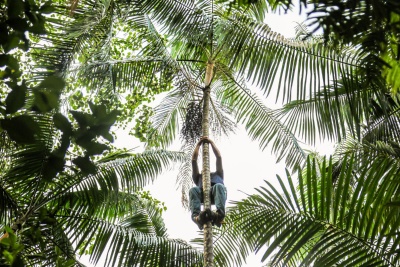 BNDES apoia plataforma que conecta talentos às cooperativas de crédito na Amazônia Legal