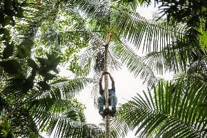 Capa da noticia BNDES apoia plataforma que conecta talentos às cooperativas de crédito na Amazônia Legal
