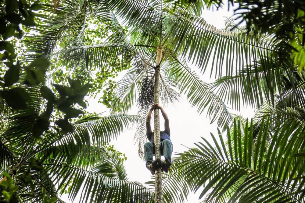 BNDES apoia plataforma que conecta talentos às cooperativas de crédito na Amazônia Legal