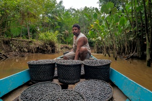 Capa da noticia Governo do Brasil anuncia R$ 150 mi do Fundo Amazônia para apoio à pesquisa nas cadeias da sociobioeconomia amazônica, como açaí, cacau e babaçu