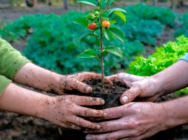 Capa da noticia Programa Ecoforte: BNDES e Fundação BB assinam convênios para fortalecer redes camponesas de agroecologia no RS