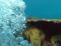 Capa da noticia BNDES aprova R$ 7,2 milhões para novo projeto de conservação de corais na região de Abrolhos-Trindade