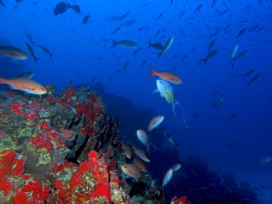 Capa da noticia Espírito Santo recebe projeto do BNDES para monitoramento e restauração de corais