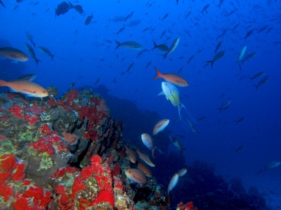 Capa da noticia Espírito Santo recebe projeto do BNDES para monitoramento e restauração de corais