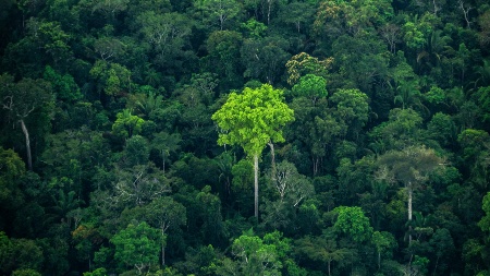 Capa da noticia Re.green vence leilão para restaurar Flona Bom Futuro, em projeto estruturado pelo BNDES