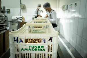 Produção e beneficiamento de castanha-do-Brasil na  Cooperacre (Rio Branco - AC)