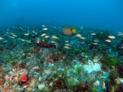 Capa da noticia Ceará recebe projeto do BNDES para monitoramento e restauração de corais