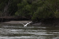Manguezal de Ajuruteua, próximo à Vila dos Pescadores, na área da Reserva Extrativista Marinha de Caeté-Taperaçu - Bragança/Pará