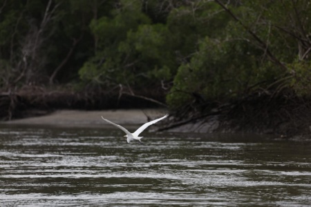Manguezal de Ajuruteua, próximo à Vila dos Pescadores, na área da Reserva Extrativista Marinha de Caeté-Taperaçu - Bragança/Pará