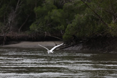 Manguezal de Ajuruteua, próximo à Vila dos Pescadores, na área da Reserva Extrativista Marinha de Caeté-Taperaçu - Bragança/Pará