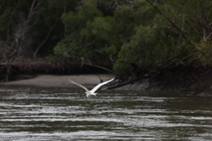 Manguezal de Ajuruteua, próximo à Vila dos Pescadores, na área da Reserva Extrativista Marinha de Caeté-Taperaçu - Bragança/Pará