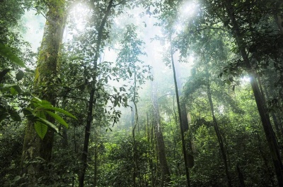 Capa da noticia BNDES libera primeiros R$ 18 milhões para projeto de sistemas agroflorestais da Courageous Land