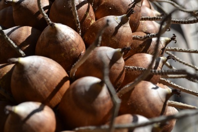Capa da noticia Apoiado pelo Fundo Amazônia, projeto das quebradeiras de coco babaçu lança edital de R$ 1,6 mi