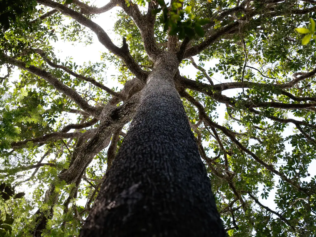 Capa da noticia Fundo Amazônia vai destinar R$ 34,6 milhões para produção agroecológica no Pará e em Mato Grosso