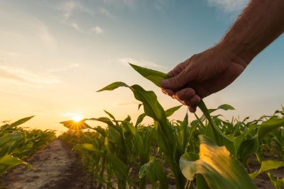 Capa da noticia Programa BNDES Crédito Rural já aprovou R$ 1,3 bi ao agronegócio em 2020