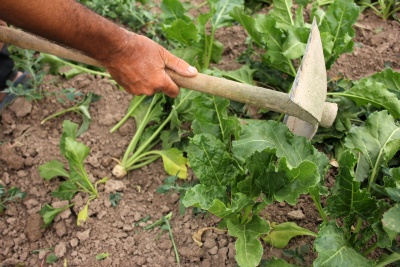Capa da noticia BNDES alavanca R$ 1 bilhão para segurança alimentar de 250 mil agricultores do semiárido