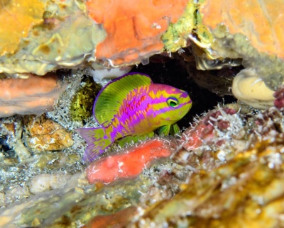 Capa da noticia BNDES e ICMBio iniciam parceria com R$ 80 mi para proteção da biodiversidade em Unidades de Conservação