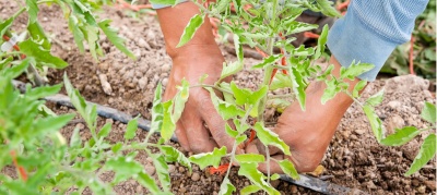 Capa da noticia BNDES anuncia mais R$ 2,9 bilhões em Programas Agropecuários para Safra 2022/23