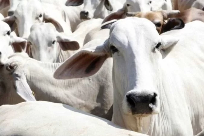 Capa da noticia BNDES e MAPA lançam seleção para projeto de incentivo à redução de emissões na pecuária bovina