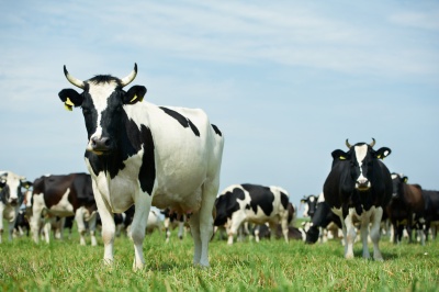 Capa da noticia Acordo BNDES e Ministério da Agricultura incentiva redução de emissões na pecuária bovina