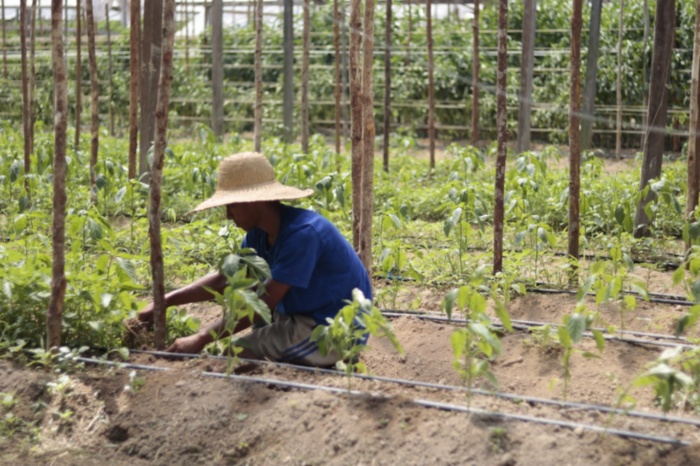 Agricultura-familiar_EmersonMartins_Sepror