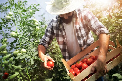 Capa da noticia Plano Safra tem R$ 5,1 bi adicionais para agronegócio e agricultura familiar